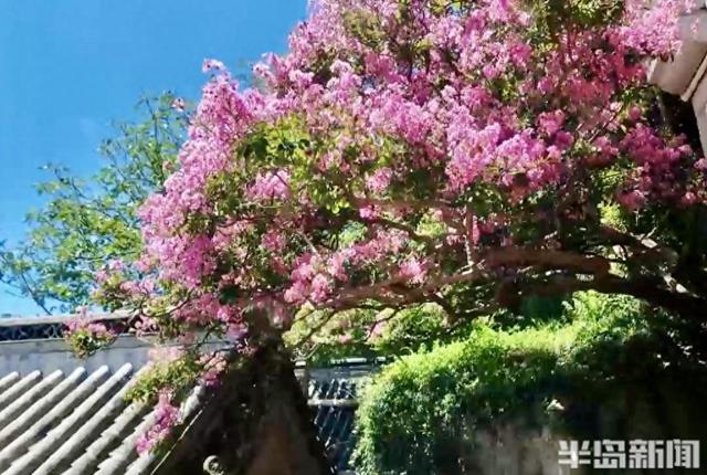 崂山明霞洞百年紫薇盛放，古木繁花绘就盛夏画卷
