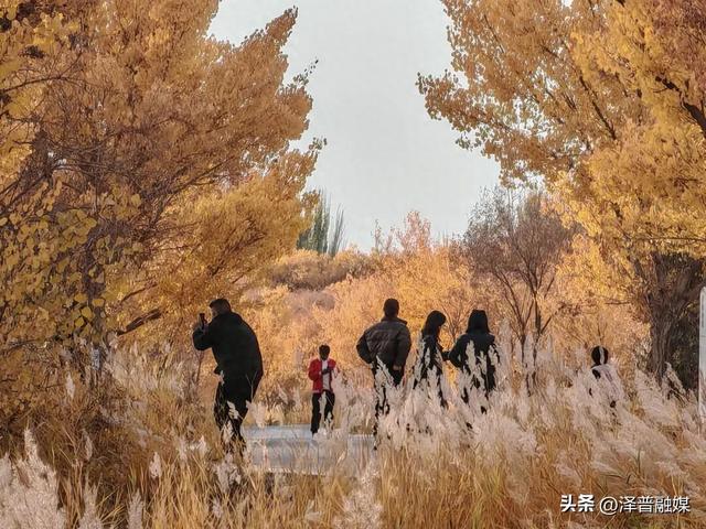 泽普胡杨迎来最佳观赏期 金黄画卷引客来 胡杨美景生共鸣