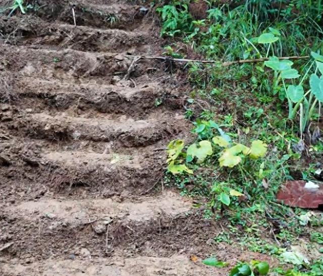 票价20元！最“寒酸”动物园火了！仅有一位七旬安徽宿州老人管理