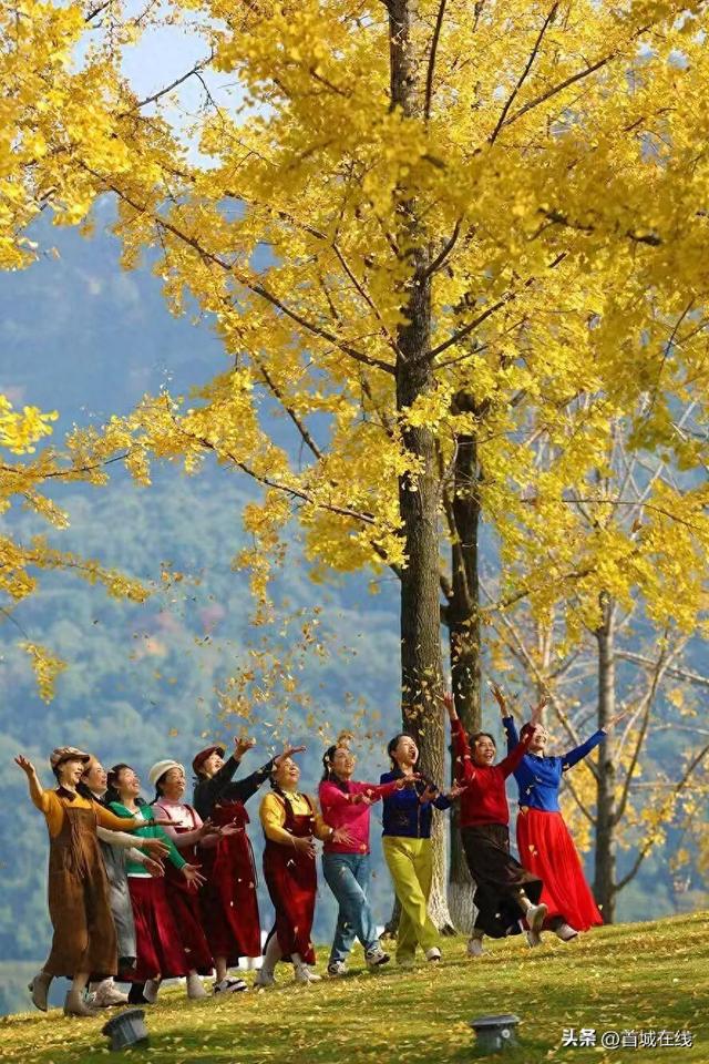 错过等明年！宜宾今年宝藏银杏打卡地合集在这里