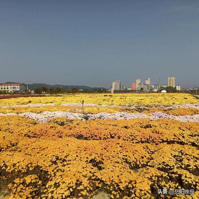 赏菊正当时！临湘市第六届菊花博览园正式开园