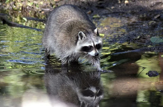 泰山虎山百鸟园萌宠上新 浣熊家族萌趣安家