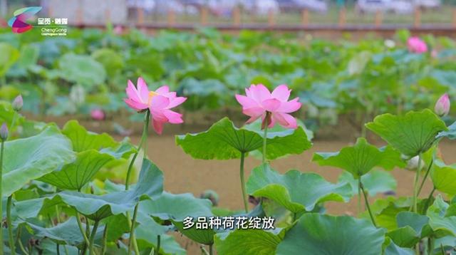 把暑期交给呈贡 | 在滇池绿道尽情体验跑步的畅快