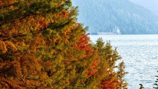 重庆忠县：长江彩林入画来