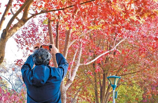 彩叶变色率超85% 预计持续至本月中旬 四大点位串联玉渊潭最美秋光