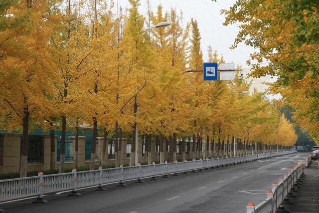 在场丨淄博这条路深秋“变装”，银杏秘境藏着怎样的浪漫？