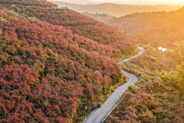 安徽庐江：蓝莓园变身“红叶秘境”