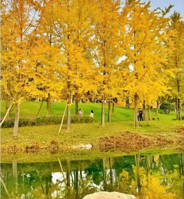 成都周边“天花板”级的银杏园，闯进金色秋日童话世界，拍照超美