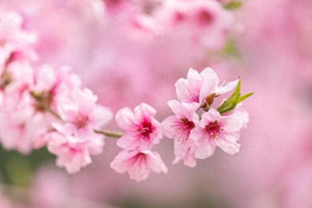 桃花的拼音及解释（樱花桃花杏花傻傻分不清秒变识花高手）