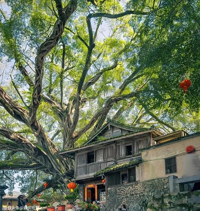 这座 600 年古镇，治愈力远超厦门！百年榕树下，畅享悠然慢时光