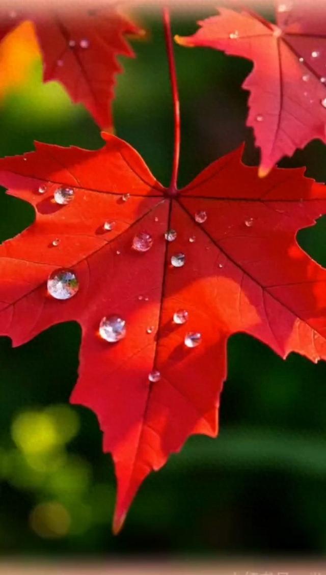 大巴山安康美景新韵—你我在雨中雨中邂逅