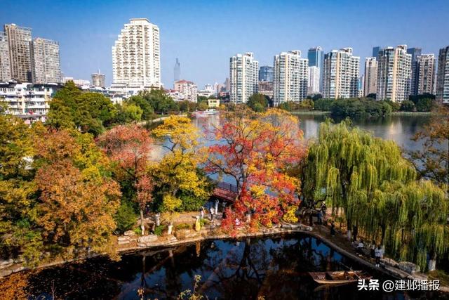 南京深秋顶流！莫愁湖的乌桕树藏不住了