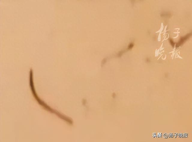 酒店浴缸现红线虫，三亚发布情况通报