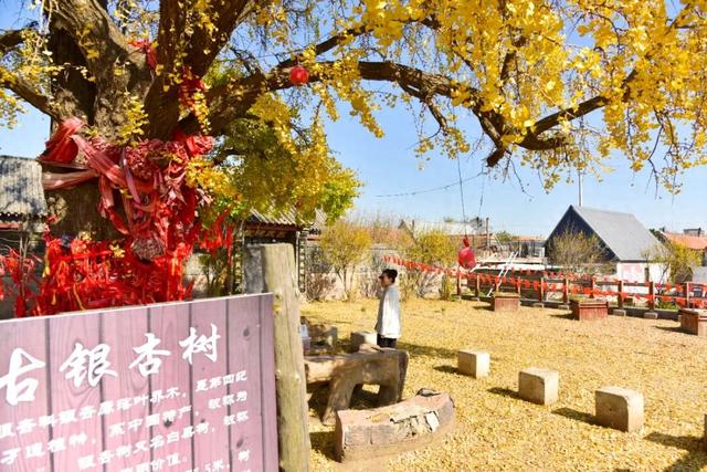 错过了？还有！石岛赏银杏真的有“后悔药”