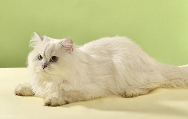 会变长的猫攻略（猫不会说话）