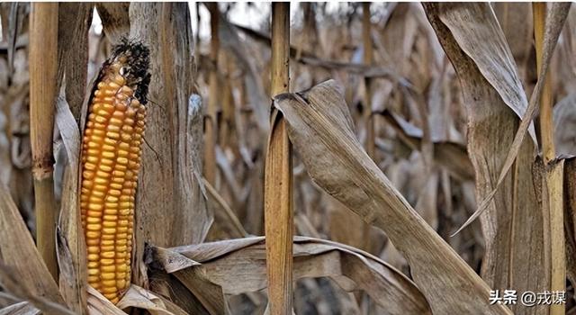 颠覆认知！庄稼渴不渴，竟看雨水“出身”，雨水来源错了就减产