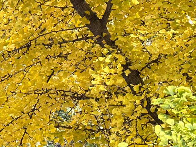 泰山壶天阁银杏披“金衣” 秋日美景引客来