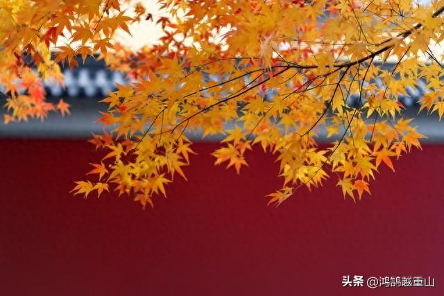 好想那个秋