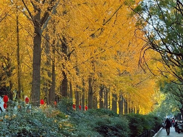 满城尽带“黄金甲” 郑州迎来最美时节