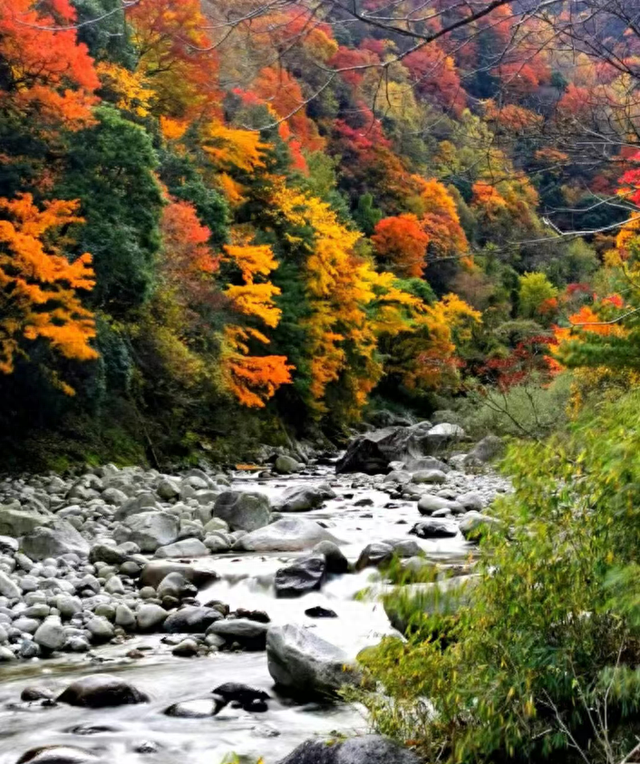 金戈铁马古青溪 熊猫彩林唐家河丨唐家河红叶季系列活动精彩来袭……