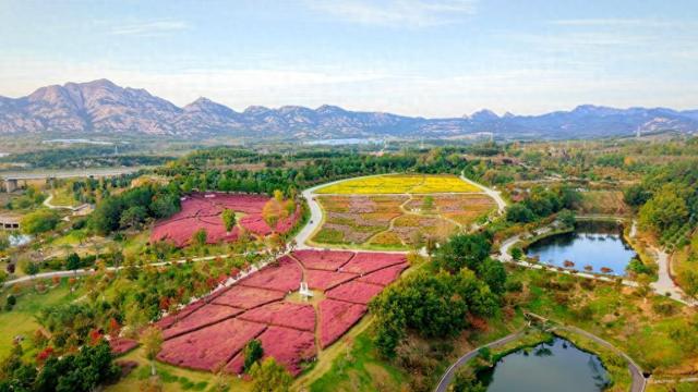 秋日顶流邂逅，在张家楼画美达尼遇见红枫的热烈与粉黛的温柔