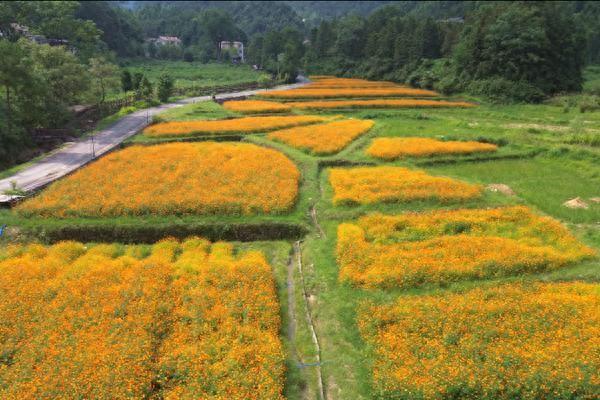 双牌：初秋花海醉游人四季观景绘就全域旅游新图景