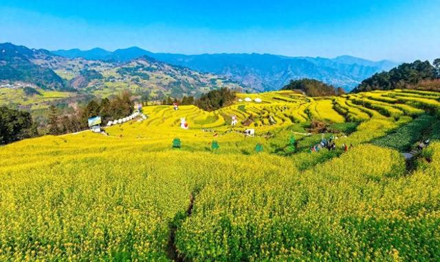 图说中国｜躲过冬日的寒，撞进南国的油菜花海