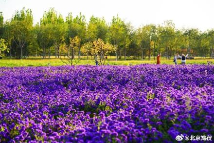 北京海淀这里，“藏”着一片紫色花海！