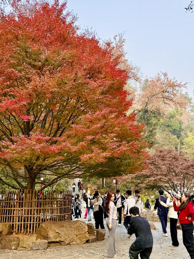 岳麓山枫叶进入最佳观赏期！层林尽染美如画