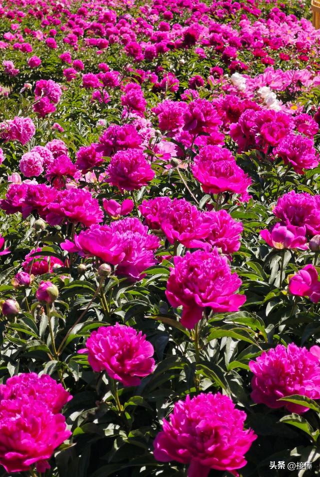 张传禄：北京芍药花海