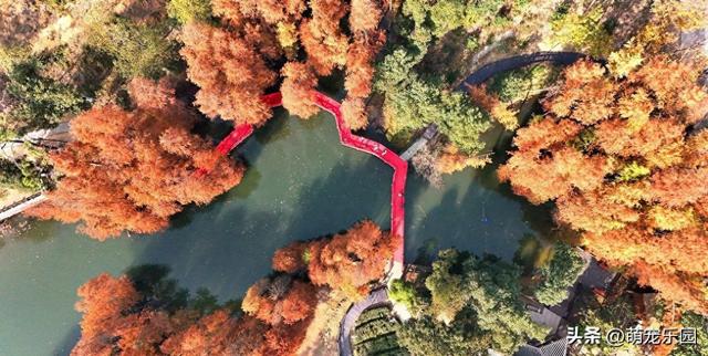 走进蔡甸九真山，池杉变色如调色盘，城市烦躁瞬间消解