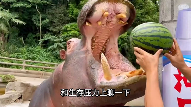 动物的睡觉方式有哪些（动物的睡眠时间为什么不一样 涨知识）