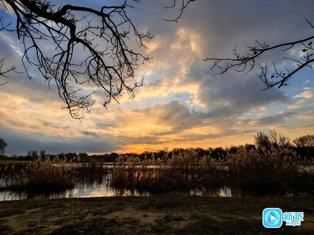 朝看芦苇夕望鸟，潍坊这里的冬日氛围感拉满！