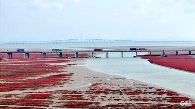 胶州湾红海滩：一片红海，万种生机