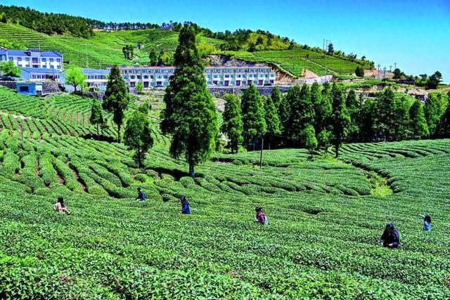 芒种行记｜望海茶，一盏香茗观山海