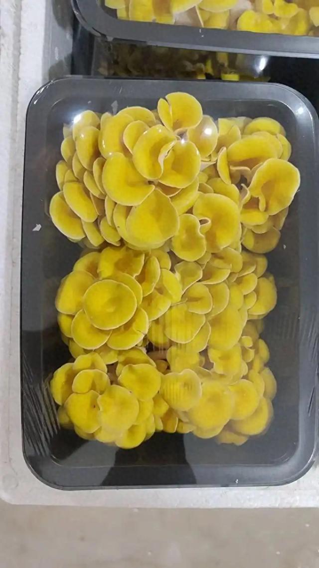 8年入侵25州！超市的普通榆黄蘑，竟然成了北美“生态恶霸”