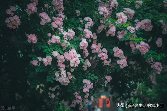 蔷薇后花园地址（推荐3个重庆主城看蔷薇花的地方）
