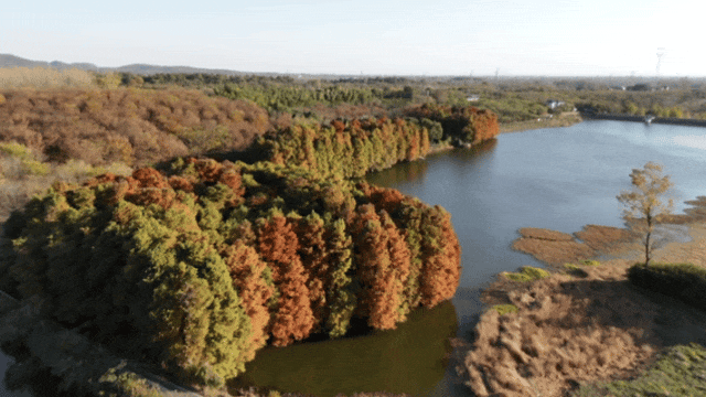 季节限定，丹徒这里“红”了！