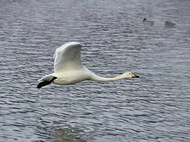 伊宁天鹅泉湿地公园：冬日里的生态诗画