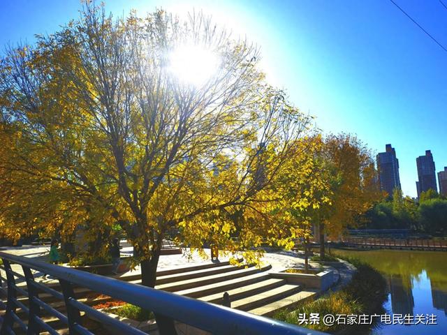 石津灌渠文化公园深秋白蜡染金黄