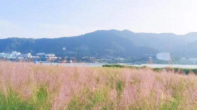 被端州这片花海圈「粉」了