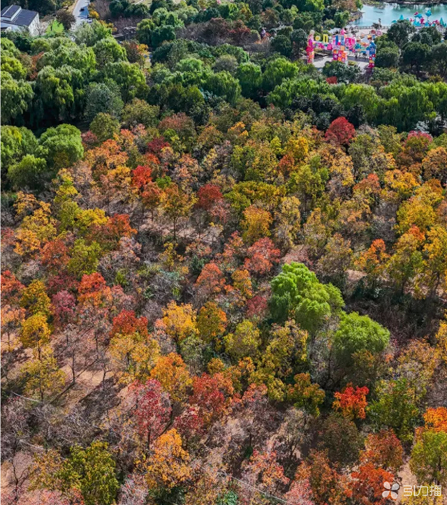 顶流回归！苏州大阳山乌桕林进入最佳观赏期