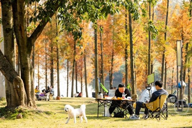 杉林映冬阳 露营拾光暖