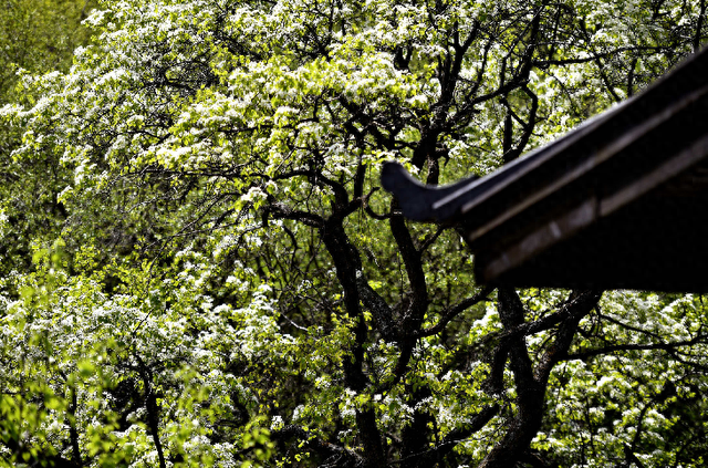 “五一”假期必玩！辽源宝藏赏花地梨花谷，藏不住了！