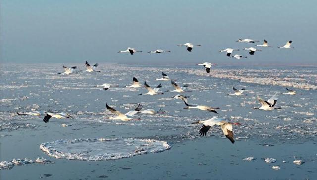 打造辽河口冰凌鹤稀缺IP，赋能盘锦生态文旅双向发展！