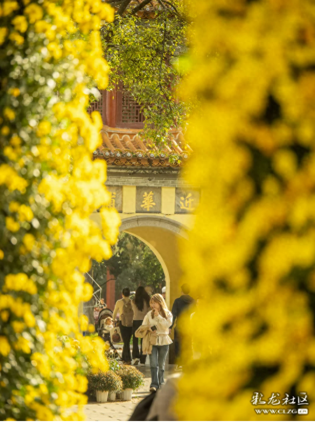 昆明大观公园｜金秋菊花展，旅拍很出片！（附攻略）