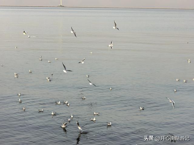 走，去渤海湾看候鸟…