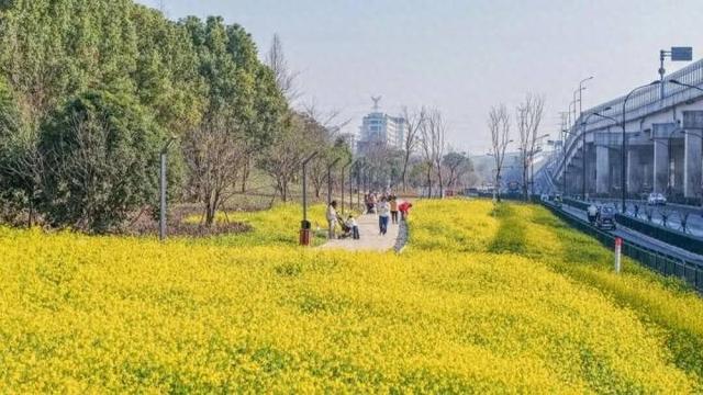 冬日罕见！城北有片花海盛开