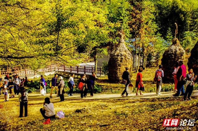 秋风作画，银杏成诗：永州桐子坳正迎来颜值巅峰