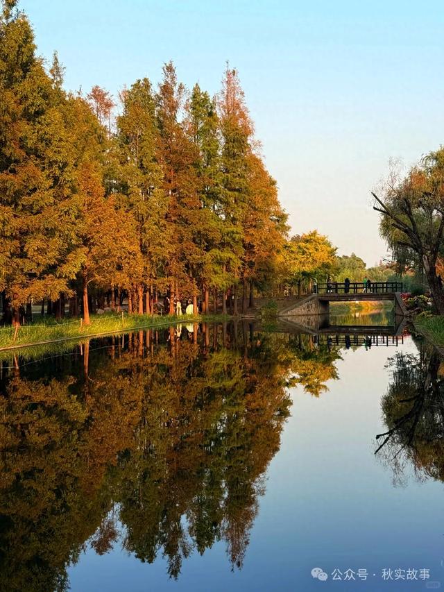 颜值巅峰的冬日秘境!上海共青森林公园,12月最值得去的免费公园